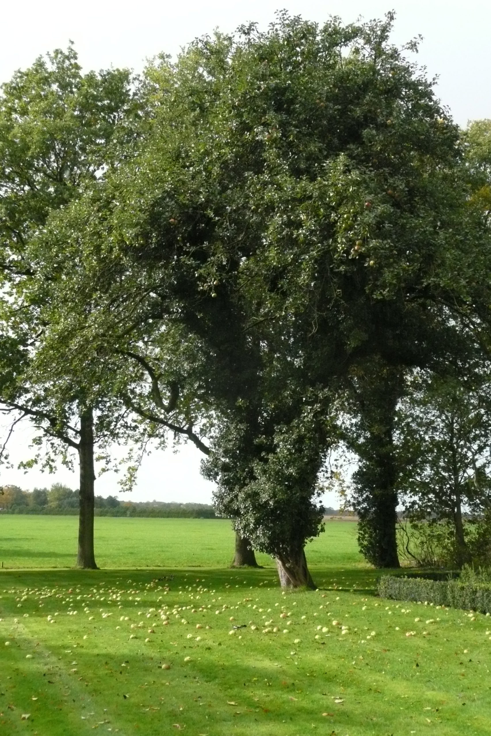Adelbert vereniging 90 jaar!